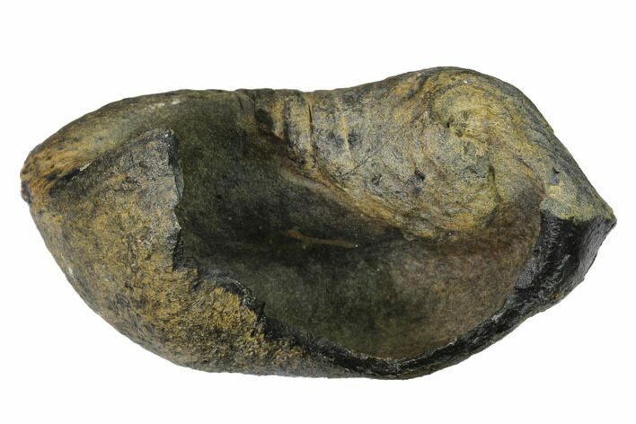 Fossil Whale Ear Bone - Miocene #144907